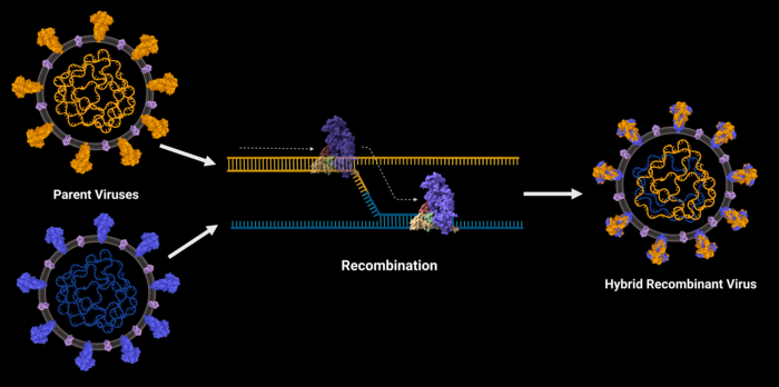 Example of Recombination